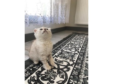 Scottish fold erkek kedimiz