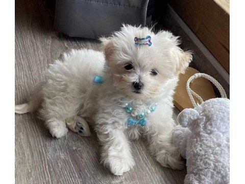 A kalite morkie yavrular