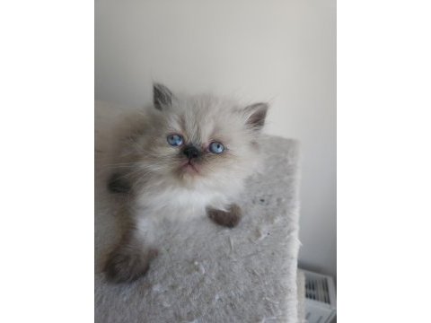 Safkan iran kedi yavruları