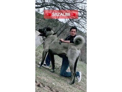 Orjinal kangal köpeği yavrular