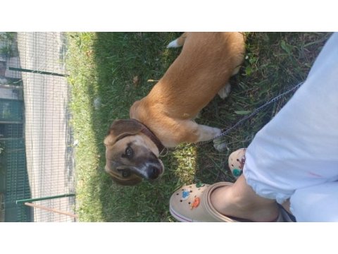 Köpeğimiz dora kalıcı yuvasını arıyor