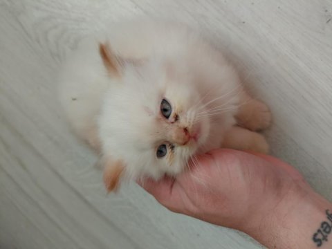 Safkan iran kedisi yavruları son 2 adet 2 aylıklar