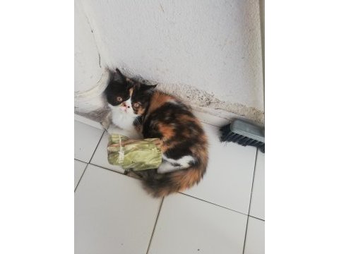 Exotic shorthair
