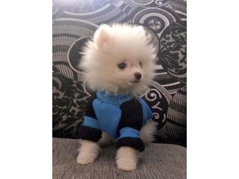 Beyaz erkek pomeranian
