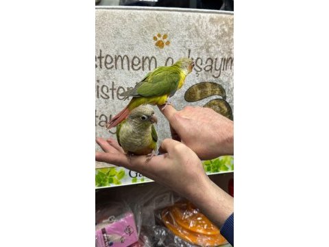 Her renk bebek konur papağanları