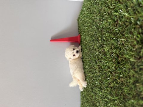 Bichon frise teacup