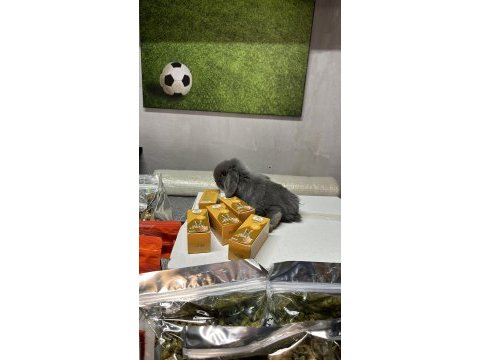 Mini lop tavşan çiftliği - her ile gönderim!