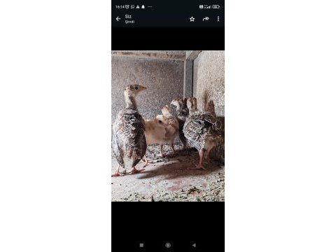 Hindi yavrularımız yuvasını arıyorlar