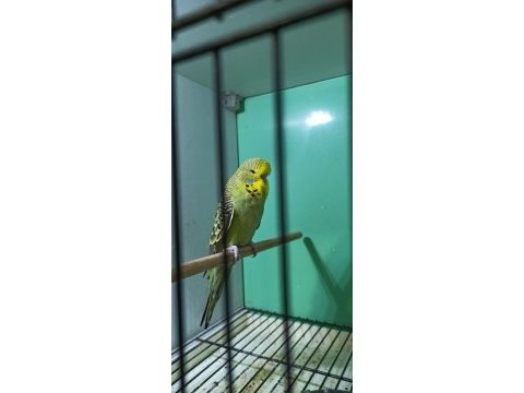 Show jumbo muhabbet kuşlar