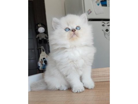 British longhair kedilerim