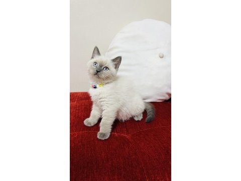 Safkan blue point son bir adet british shorthair