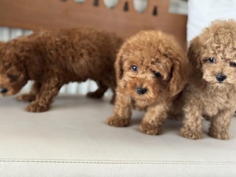 Petmode köpek çiftliğinde ziyarete açık toy poodle
