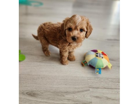 Ruhsatlı köpek çiftliğinden maltipoo yavrularımız 