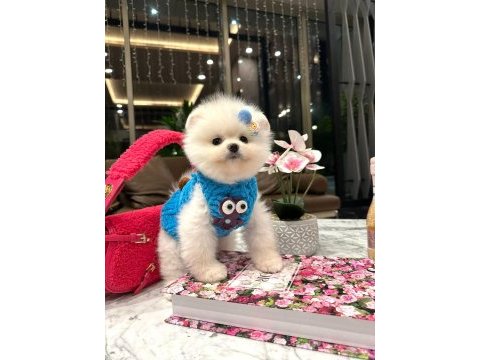 Safkan ayıcık surat pomeranian ponni