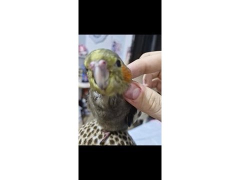 1 aylık sultan papağanı bebekler