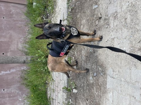 Ruhsatlı silah istiyenlere malinois