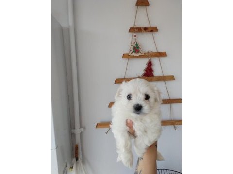 Aşılı maltese terrierler