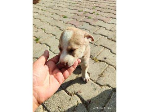 3 dişi yavru köpeğe yuva arıyorum