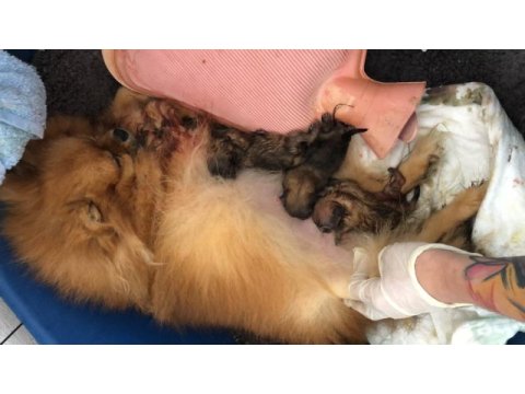 Anaç dişi pomeranian boo