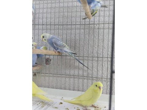 Yavru muhabbet kuşları