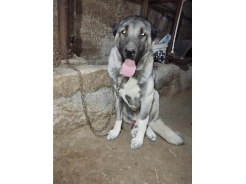 O bir daha bebek kangal