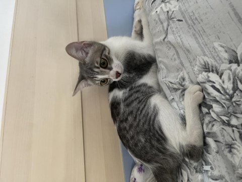 Yeni yuva aranıyor kedimize