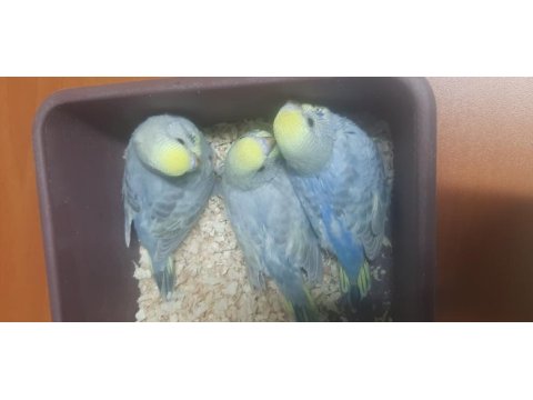 Rainbow renk güzeli muhabbet kuşu