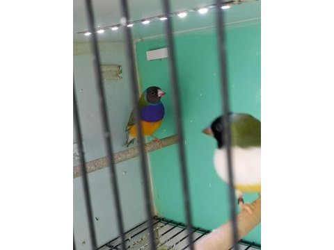 İri boy ispinoz takım takim gökkuşağı ispinozu