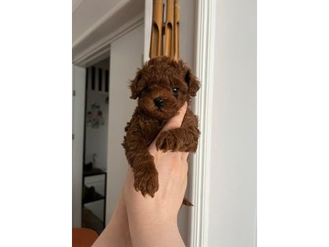 Antalya ev doğumlu erkek poodle yavrular