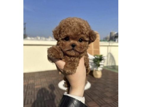 Toy poodle safkan