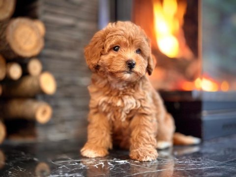 Maltipoo bebeklerimiz enfes güzellikte