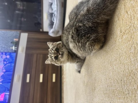 Bu eşsiz güzellik british shorthair kız yuvasını arıyor