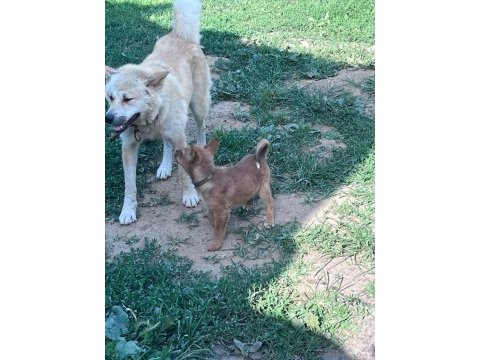 Akita inu yavru köpekler