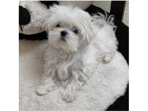 Teacup kore maltese bebeğim şecere belgeli