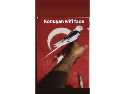 Konuşan wi-fi face sultan papağanı
