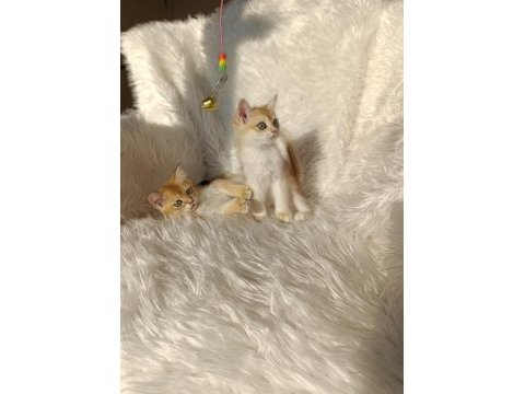 British shorthair golden yavrular