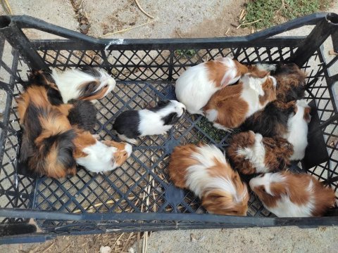 Safkandırlar guinea pig