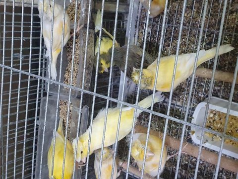Süper ötüşte her renkte kanaryalar