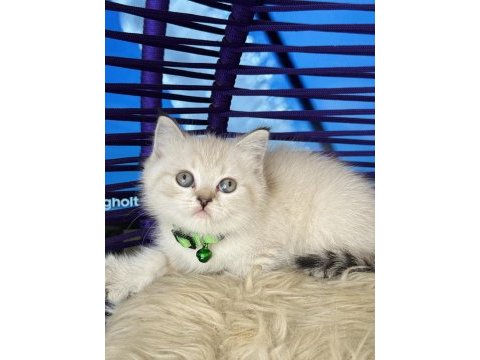 British shorthair lynx point yavrular