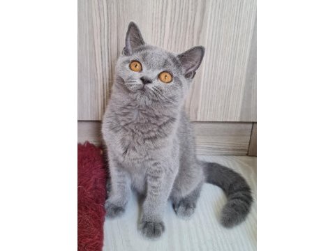 British shorthair yavrular