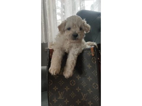 0 numara maltipoo bebekler