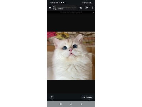 British longhair shorthair yavrular