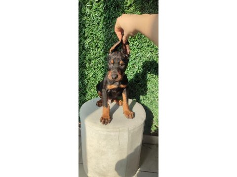 King doberman yavruları
