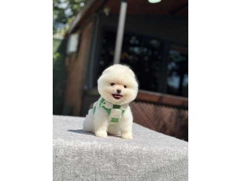 Sevimli pomeranian