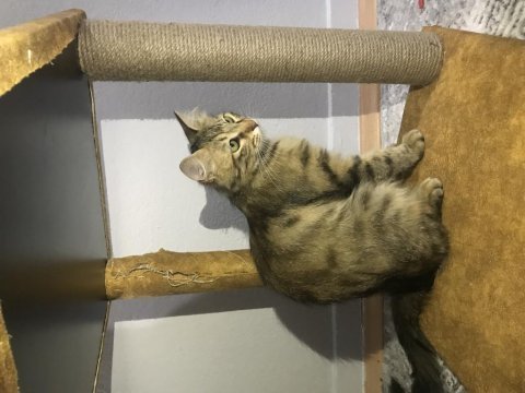 Kısırlaştırılmış dişi tekir kedisi açıklamayı okuyun