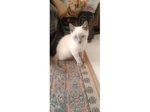 Çok akıllı kucak kedisi sevgi manyağı yavrularımız