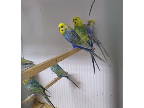 Kendi rainbow yavrunuzu üretmek için