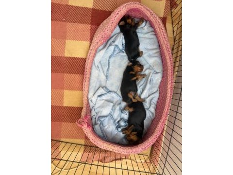 Yorkshire terrier (3 tane) 2 kız 1 erkek yavrumuz