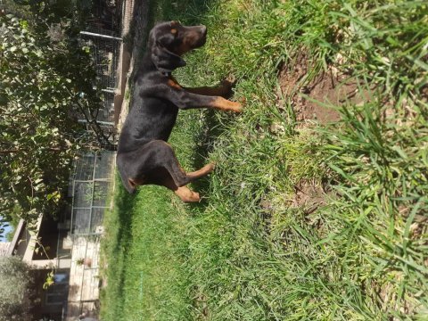 King doberman yavrular