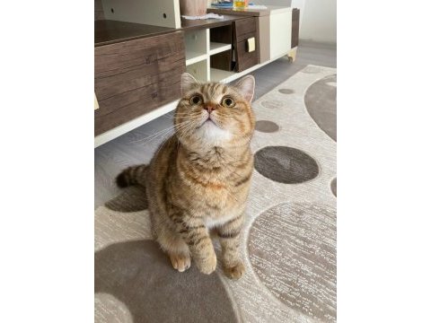 British shorthair golden point